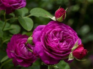 Purple Roses Puzzle Online Game