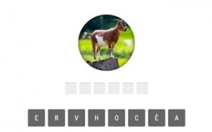 Wildlife Identification Challenge