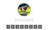 Wildlife Identification Challenge