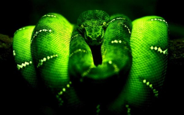 Green Snake Classic Arcade Game
