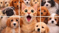 Picture Mosaic Solitaire