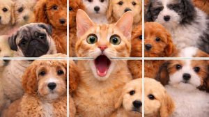 Picture Mosaic Solitaire